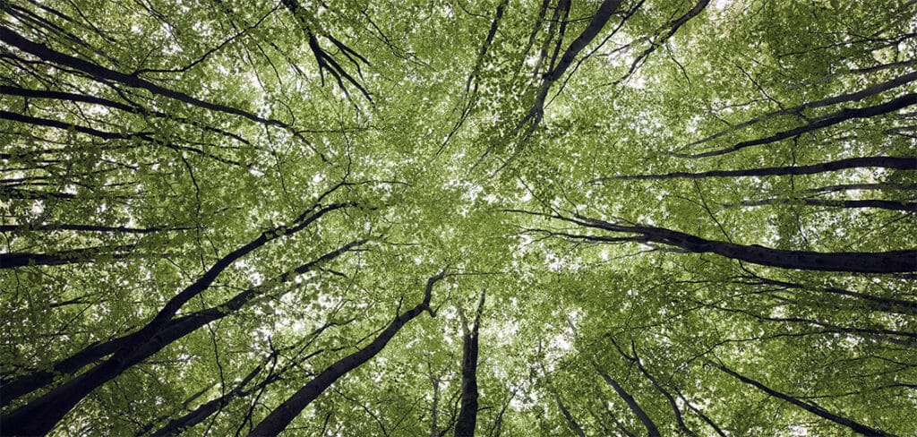 Vehreä metsä katsottuna alhaalta ylös